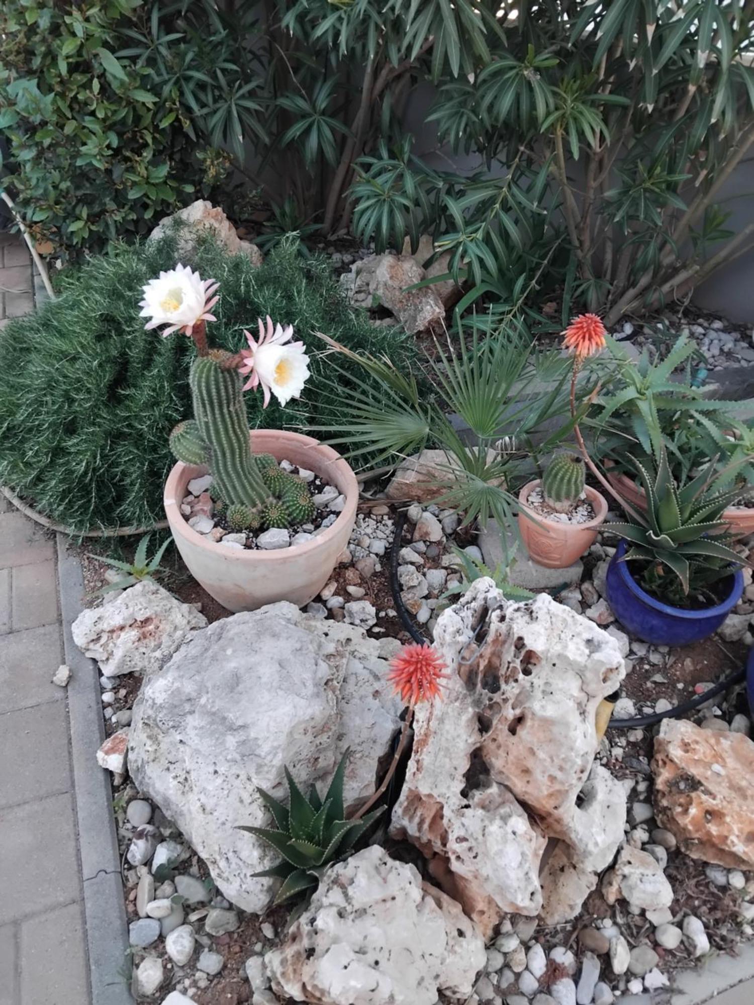 Apartment Dvorak Vir Εξωτερικό φωτογραφία